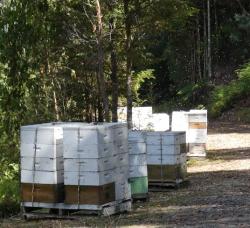 Some of the many bee hives along the way